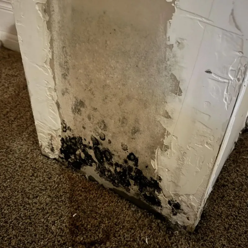 Professional Mold Removal in Danville, AL